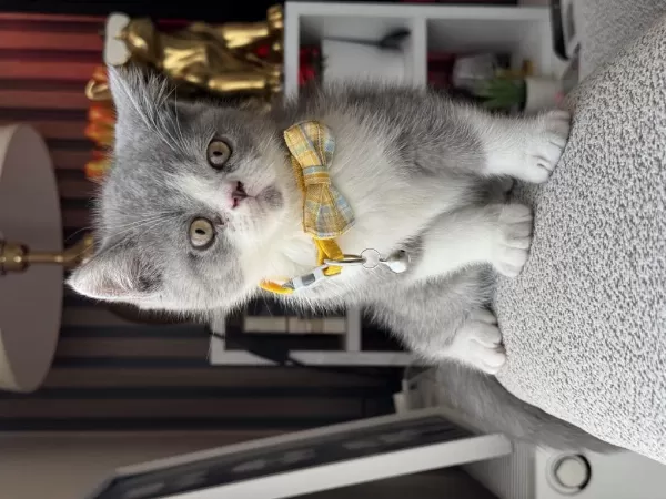 British Shorthair Bicolor
