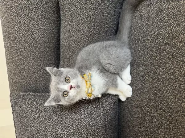British Shorthair Bicolor