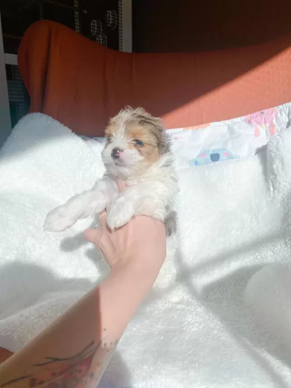 Show Kalite Tea Cup Morkie Yavrularımız