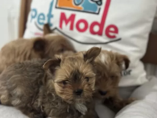 Show Kalite Tea Cup Morkie Yavrularımız