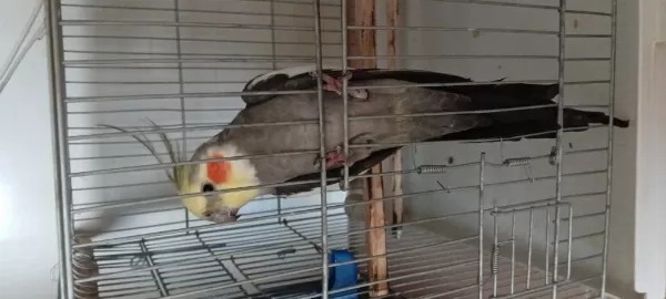7 Aylık Jumbo Boy Sultan Papağanı