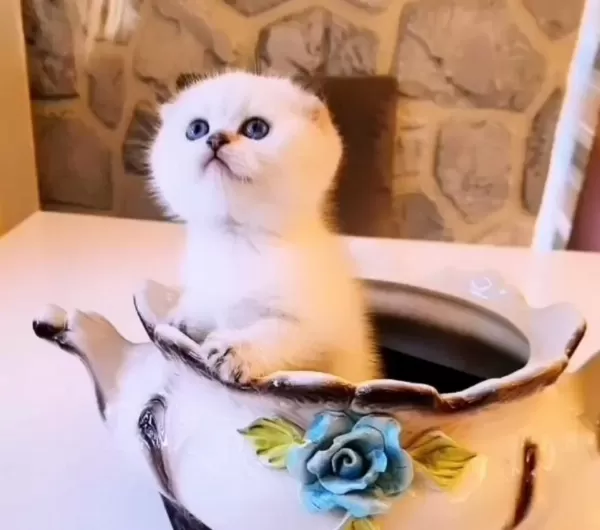 0 Kulak Dişi Golden Point Scottish Fold