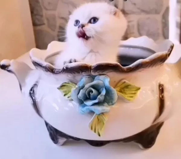 0 Kulak Dişi Golden Point Scottish Fold