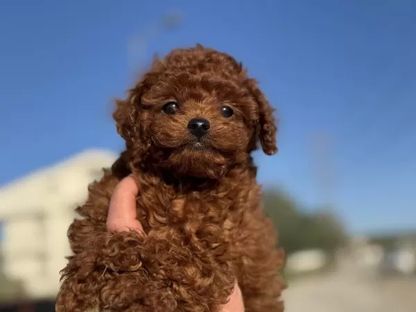 Wc Eğitimli Redbronw Toy Poodle Yavrularımız