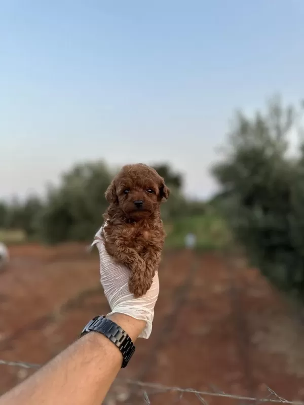 Renk Renk Çeşit Çeşit Toy Poodle Yavrularımız