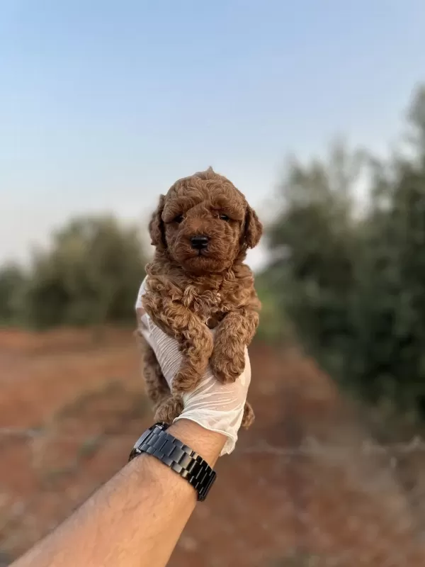 Renk Renk Çeşit Çeşit Toy Poodle Yavrularımız