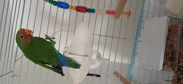 2 Aylık Sevda Papağanı
