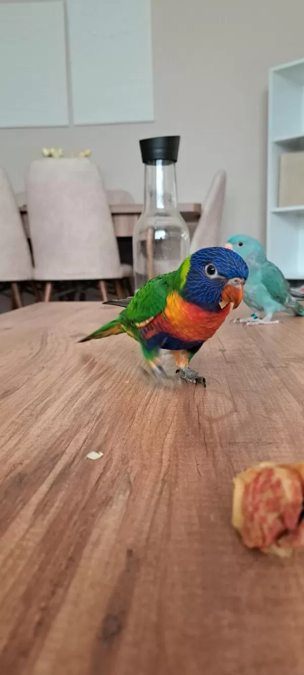 Full Evcil Lori Papağanı