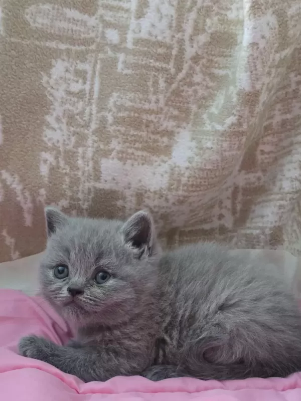 British Shorthair Gri Yavrular