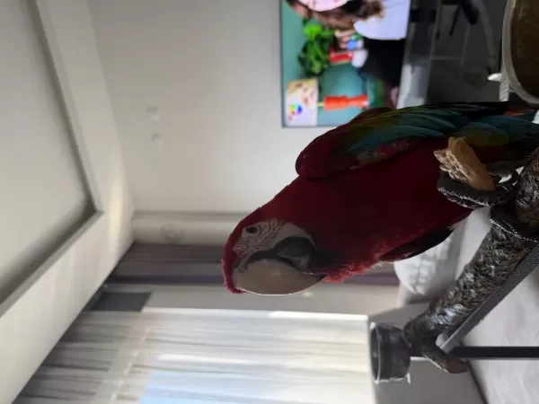 Orman Bakanlığı Belgeli Yavru Kırmızı Macaw Papağanı