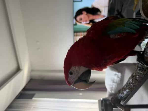 Orman Bakanlığı Belgeli Yavru Kırmızı Macaw Papağanı