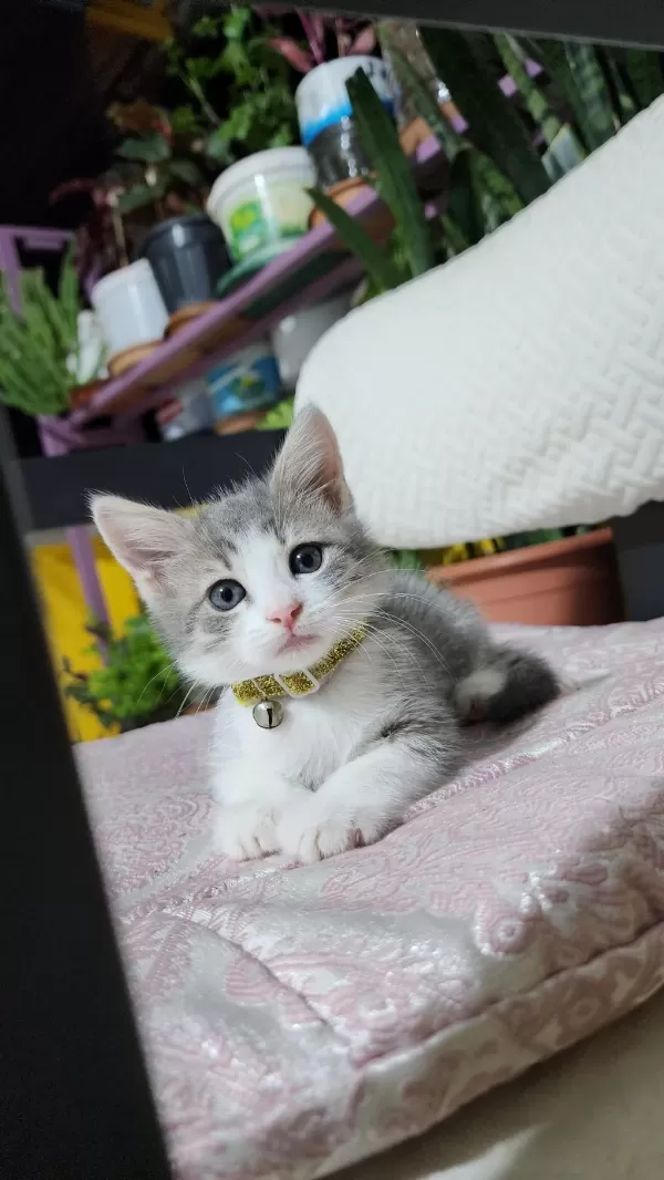 2 Aylık Yavru Kedilerimiz