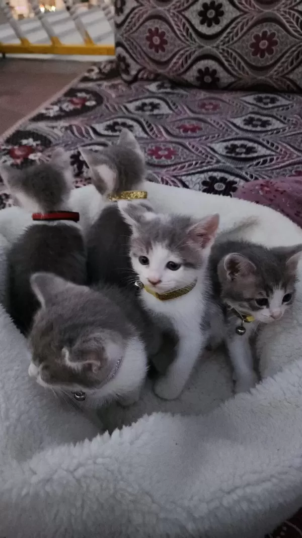 2 Aylık Yavru Kedilerimiz
