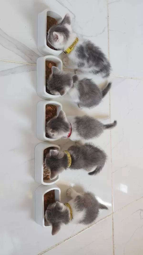 2 Aylık Yavru Kedilerimiz