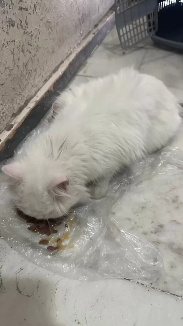 1,5 Yaşında Yakışıklı Longhair Erkek Kedimiz
