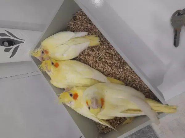 El Besleme Full Evcil Bilezikli Sultan Papağanlar