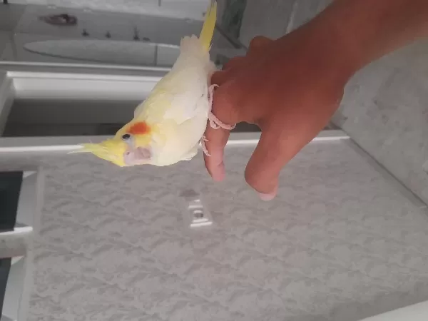 El Besleme Full Evcil Bilezikli Sultan Papağanlar