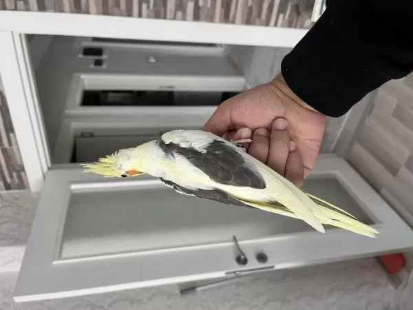 El Besleme Full Evcil Bilezikli Sultan Papağanlar