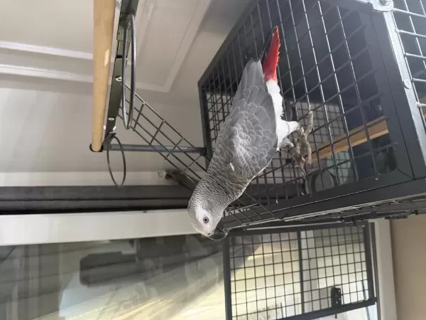Full Evcil 10 Aylik El Besleme Yavru Jako Papağani