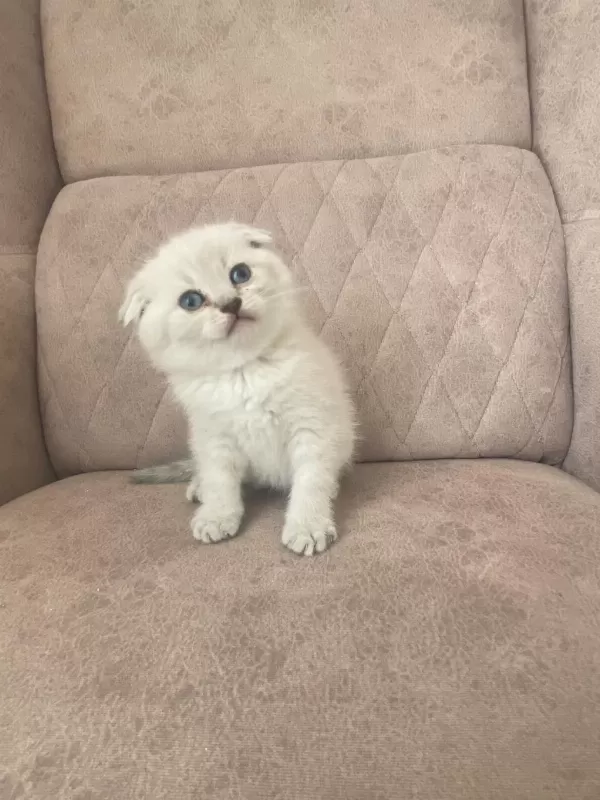 Silver Scottish Fold Bebeğim
