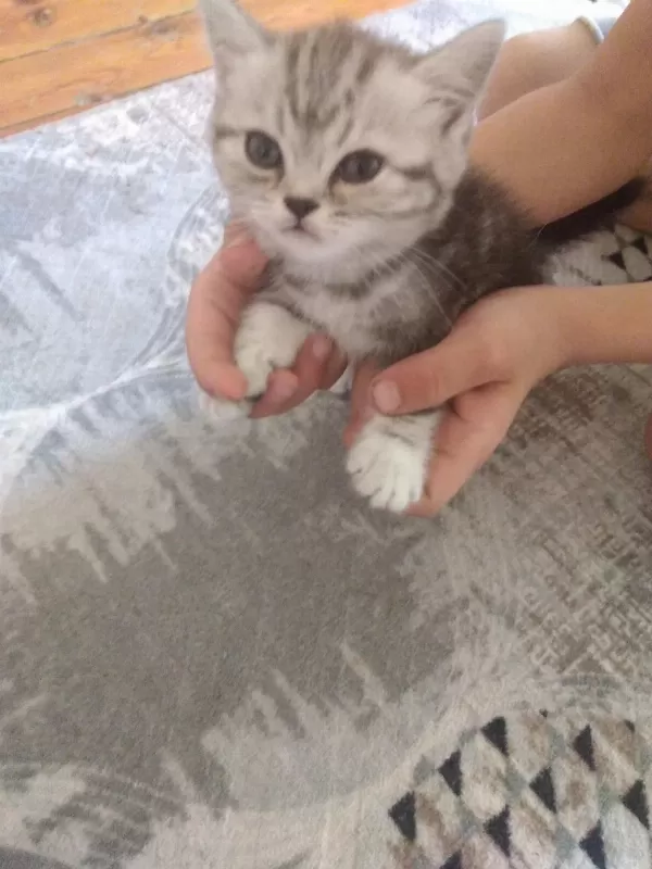 Kedilerimizi Sahiplendirme