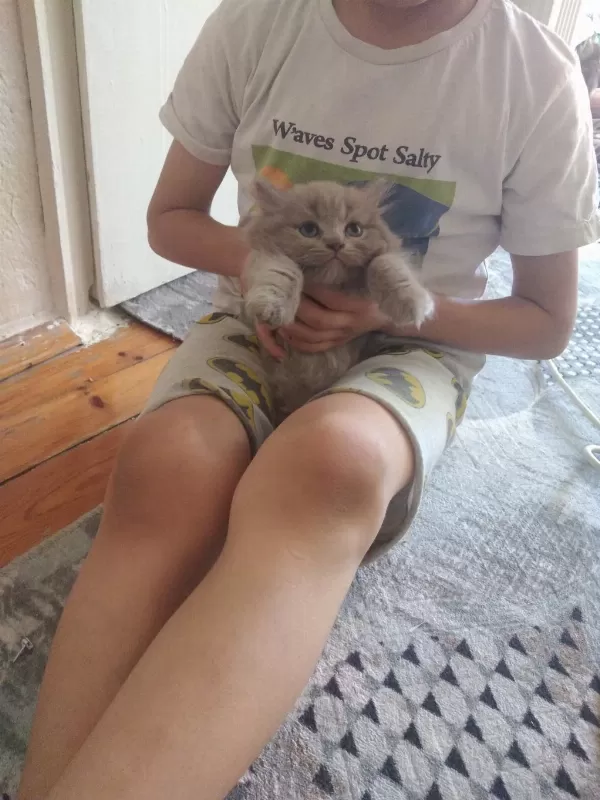 Kedilerimizi Sahiplendirme