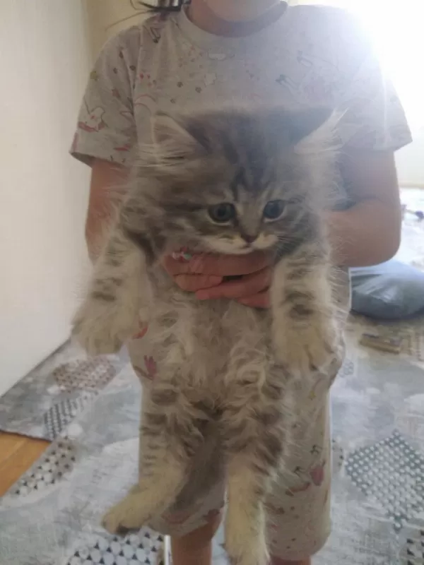 Kedilerimizi Sahiplendirme