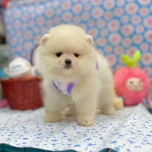 Safkan Pomeranian Boo Yavrularımız