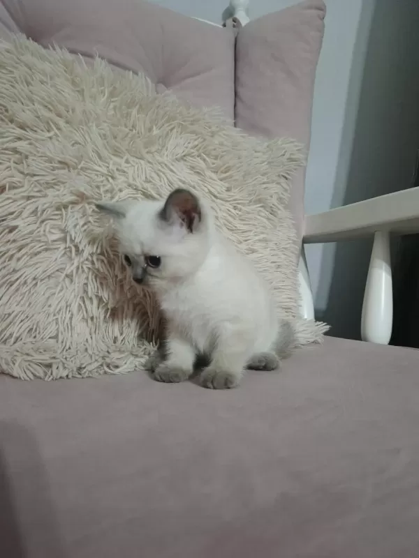 Minicik Kutu Bebeği Güzel Kedimiz Yeni Evini Bekliyor