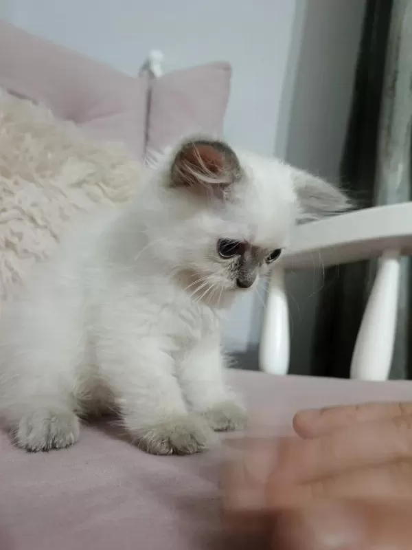 Minicik Kutu Bebeği Güzel Kedimiz Yeni Evini Bekliyor
