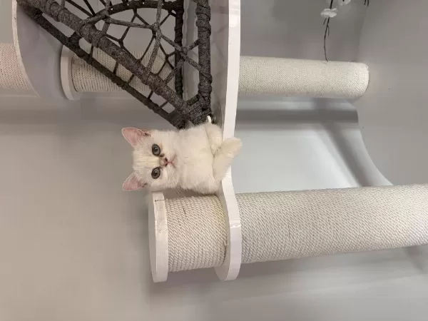 Kısır Dişi British Shorthair 9 Aylık