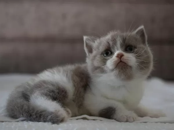 Muhteşem Safkan British Shorthair
