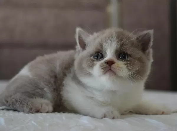 Muhteşem Safkan British Shorthair