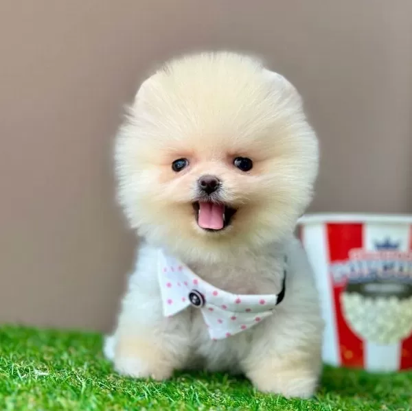 Safkan Pomeranian Boo Bebekler