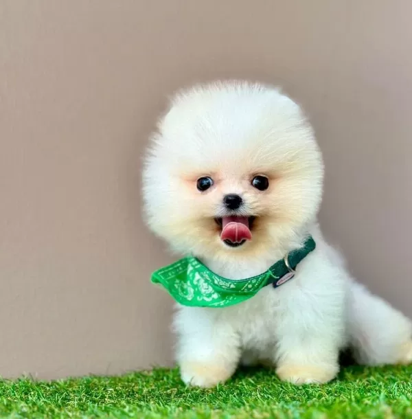 Safkan Pomeranian Boo Bebekler