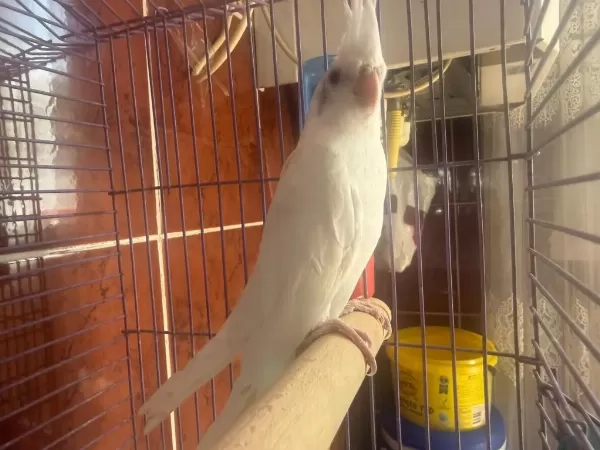 Albino Sultan Papağanı Yavru