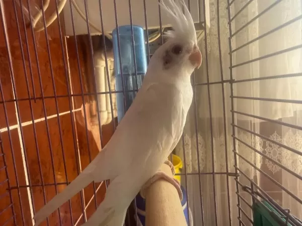 Albino Sultan Papağanı Yavru