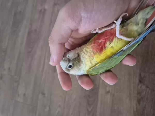 Bebek Konur Papağanı 4-5 Aylık Elcik