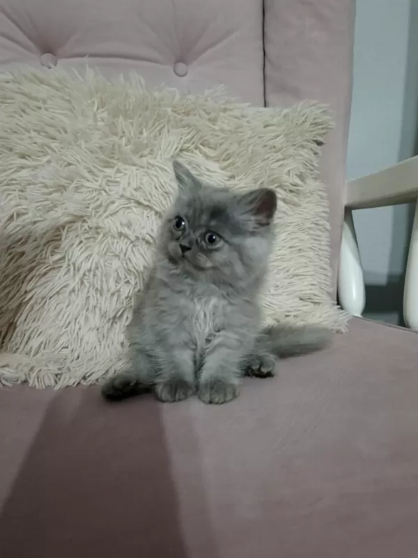 Güzel Dişi Kedimiz Yeni Evini Bekliyor