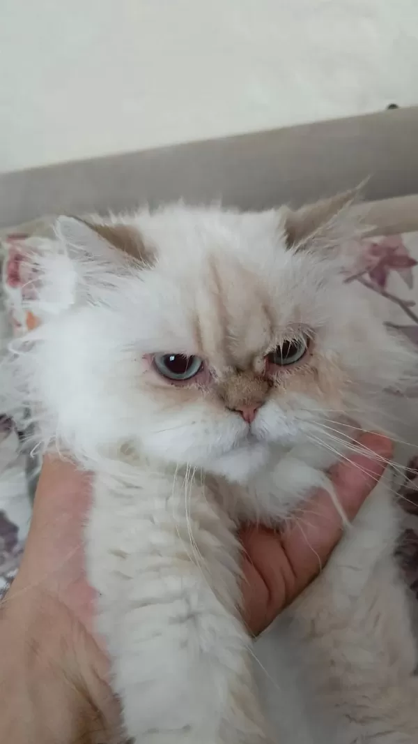 Harika Tatlı Kediler