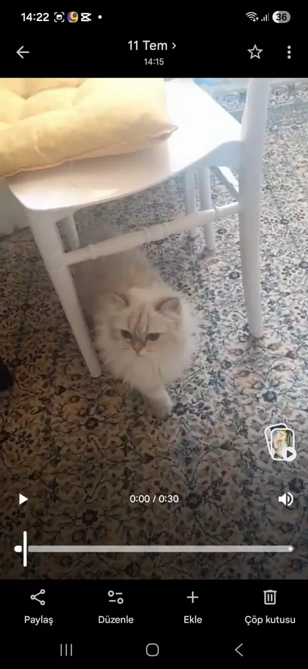 Kedilerimiz Yeni Yuvalarını Arıyorlar