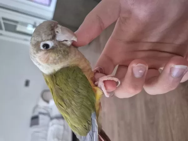 Bebek Konur Papağanı 4-5 Aylık