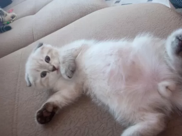 Scottish Fold Kedisi