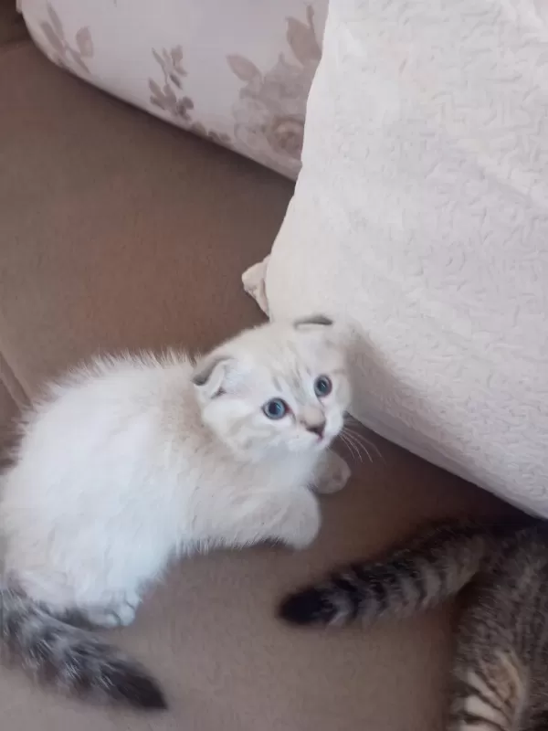 Scottish Fold Kedisi