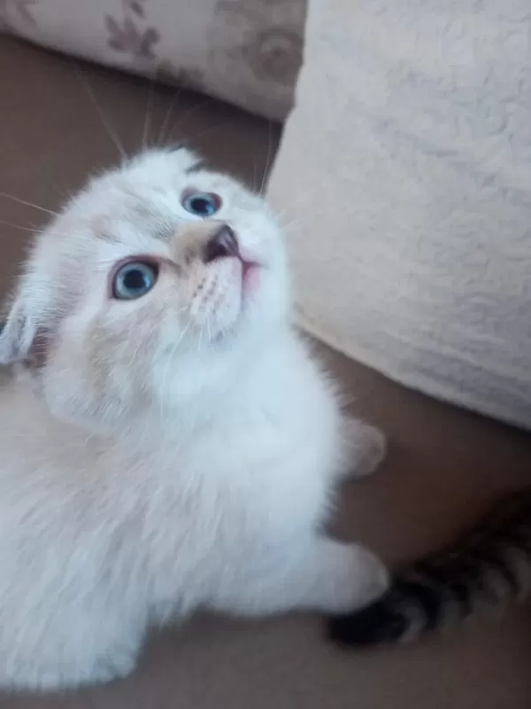 Scottish Fold Kedisi