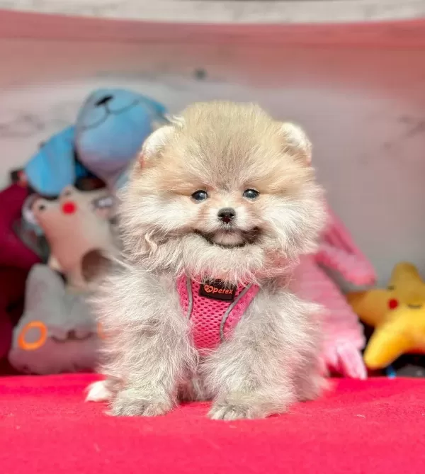 Sevimli Pomeranian Boo Yavrularımız