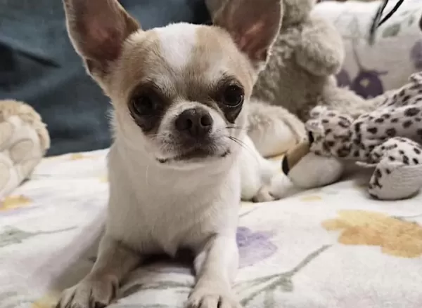Sağlıklı Chihuahua Saf İrk