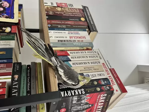 Asla İsırmaz 10 Aylık Sultan Papağanı