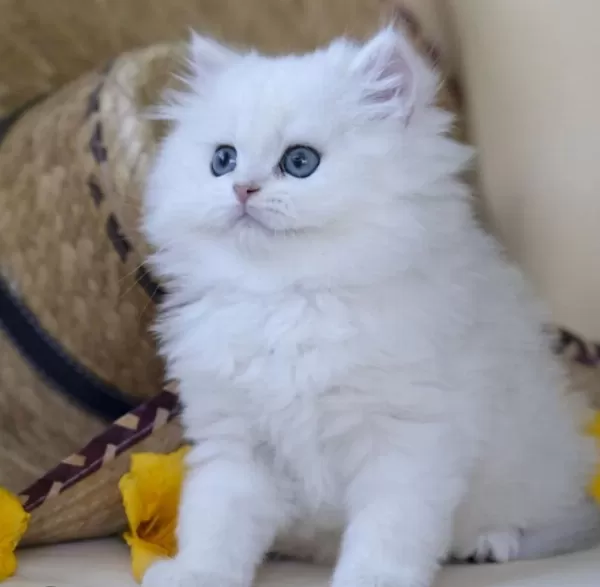 Muhteşem British Longhair Güzellik