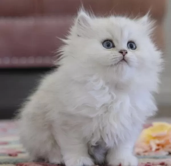 Muhteşem British Longhair Güzellik
